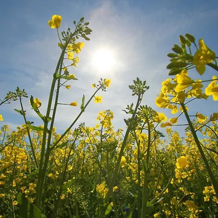 Apartamento Nah Am Meer, Ruhige Lage, Gratis Nutzung Vom Ahoi Erlebnisbad Und Sauna In Sellin - Haus Büdnerstube 1 Middelhagen